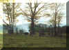 Widok og�lny cmentarza. Jesie� 2001 r.