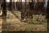 Zdewastowany cmentarz... Wiosna 2001 r.